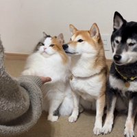 前足を乗せて…