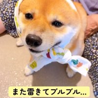 震える柴犬