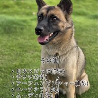 芝生でおすわりする犬
