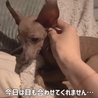 撫でても目を合わせません…