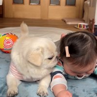 犬が赤ちゃんの頭に鼻を近づけている様子