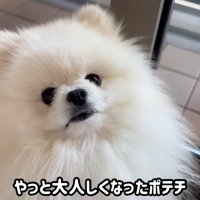怒られたポテチくん8
