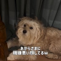 機嫌の悪いかまぼこちゃん