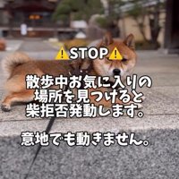 「拒否柴」も絶好調