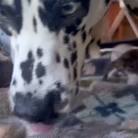 代わる代わるお世話♡