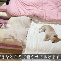 これからは4人で寝よう