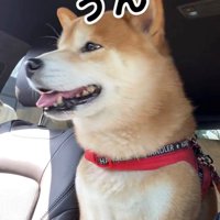 満足そうな表情で座る犬
