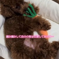 ぬいぐるみを抱きしめてくつろぐ子犬