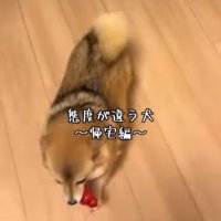 あずきちゃんの歓迎ぶりの差
