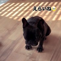 我慢するドムくん
