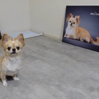 フォトパネルを飾った時のみるくちゃん7