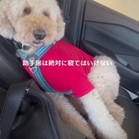 助手席で寝るのは流儀に反する…