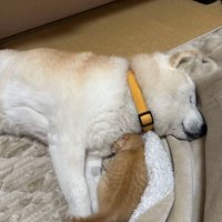 眠る犬と猫2