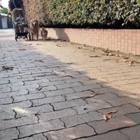 焼き芋を買いにおでかけ♪