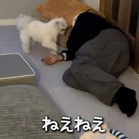 飼い主の手を前足で触る犬