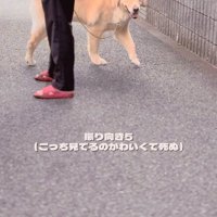 振り向き5回目のメルくん