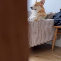 人間？コーギー？