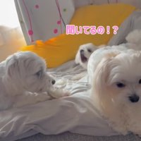 おもちゃをとられて怒る小型犬