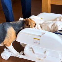 再開したベルちゃん