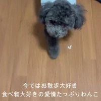 お散歩好きな幸せ犬に！！