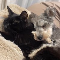 猫と眠る小型犬