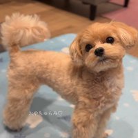 愛されわんこなちゅらみちゃんでした
