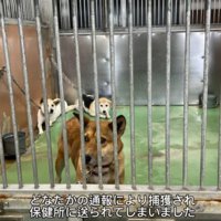 保健所に連れていかれてしまっていた…