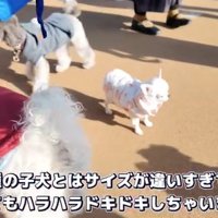大きい犬に囲まれるルミちゃん