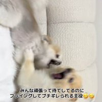 豪快な兄弟喧嘩が…