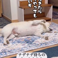 「こっちにきたら許そうぞ」
