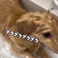 水に浸かる犬