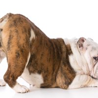 お尻を突き出す犬