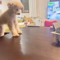 食べ物を発見