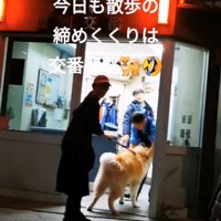 警察官に撫でてもらう秋田犬