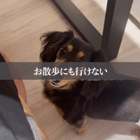 飼い主の足元で視線を送る犬