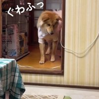 壁の陰に隠れる犬
