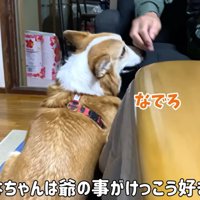 おじいちゃんに撫でてほしいはなちゃん