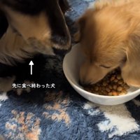 茶色い犬のすぐ隣に座る黒い犬