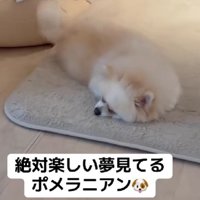 いい夢を見て尻尾フリフリ♪