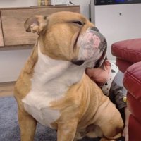 赤ちゃんを背中で受け止める犬