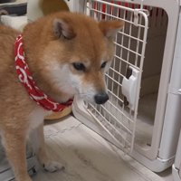 自分で扉を開けて入れそうですが…