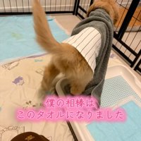 タオルを掛けるかんくろう君