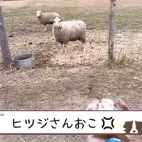 怒るヒツジ