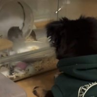 犬を見るハムスター