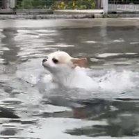 前足を動かす犬
