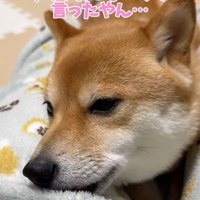 また拗ねるはなちゃん