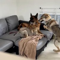 DAZくんのそばで遊ぶ2匹