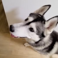 飼い主と一緒にリビングへ向かう犬