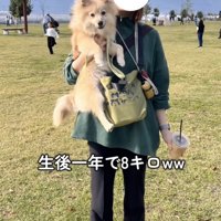 大きな小型犬を抱っこする女性