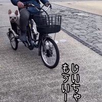 電動式三輪車のカゴに乗って、口元を舐める犬